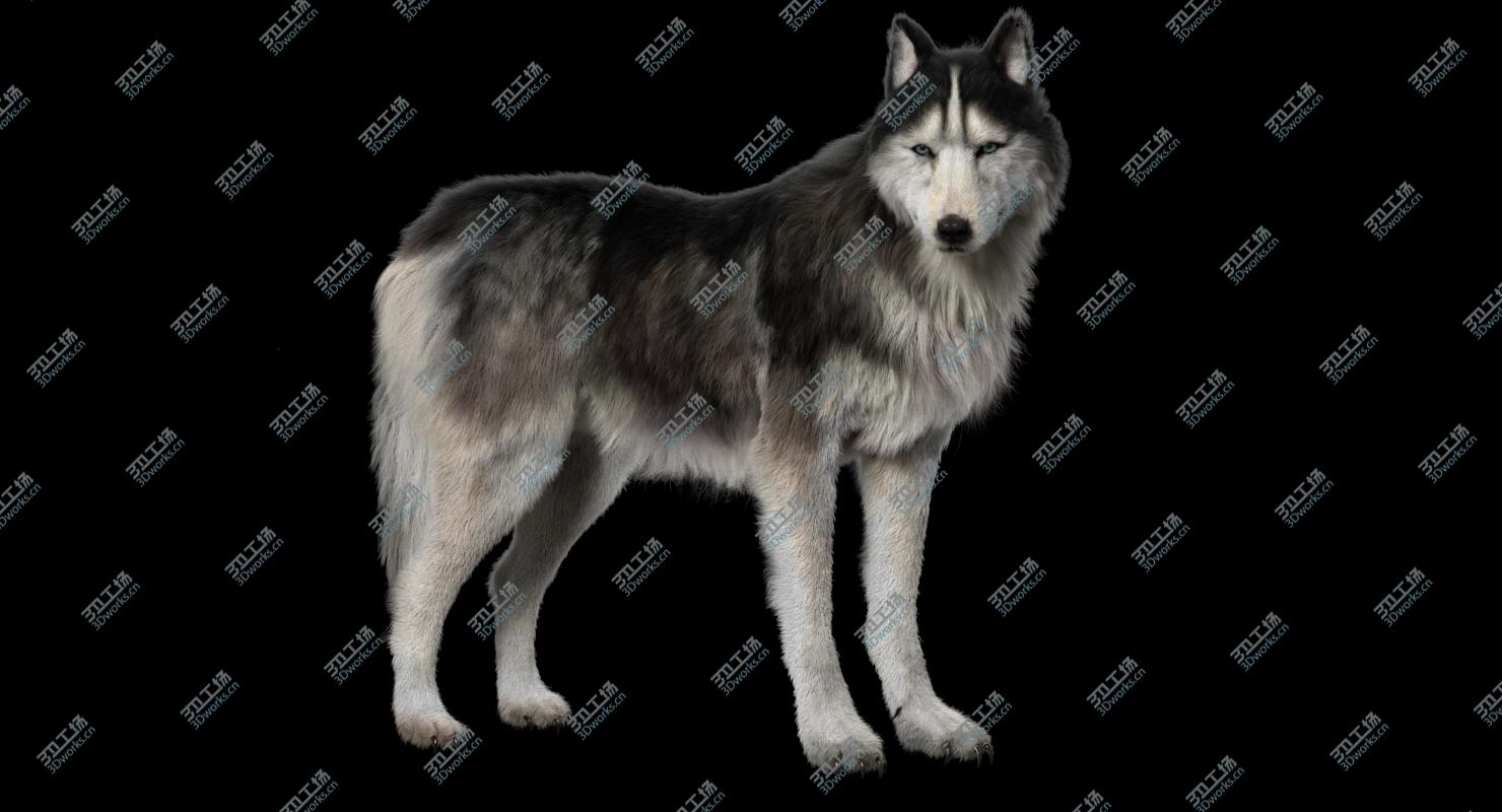 images/goods_img/202104021/3D Siberian Husky (Rigged) (Fur) model/3.jpg